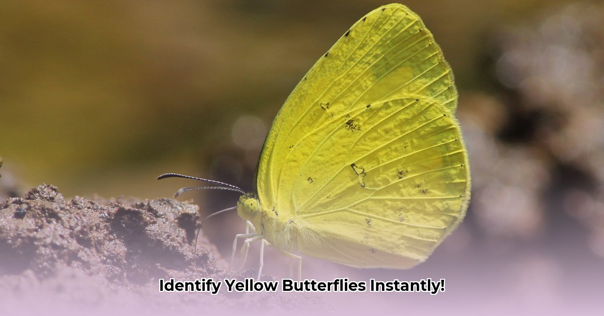 yellow-butterfly-identification-guide